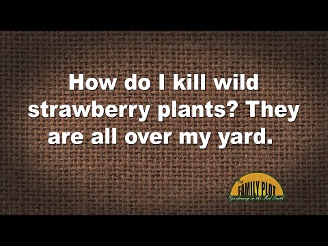 Vidéo: Wild Strawberry Herbicide - Se débarrasser des plants de fraises sauvages