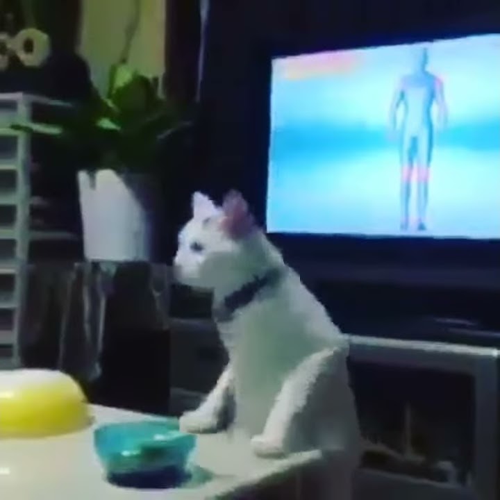 Kucing kesurupan !! horror , menyeramkan , gk kuat jangan tonton !!