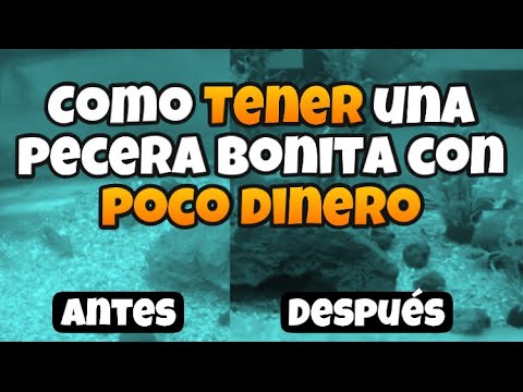 Video: Cómo decorar tu pecera: qué hacer y qué no hacer