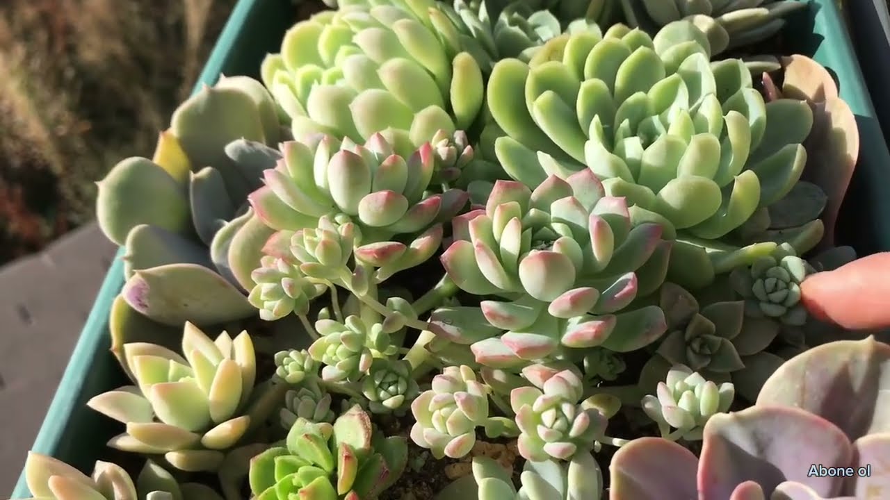 2.BAŞLANGIÇ ☝️setine neler koyuyorum DİLEK GÖLCÜ HANIMA GİDİYOR KARGOMUZ📦