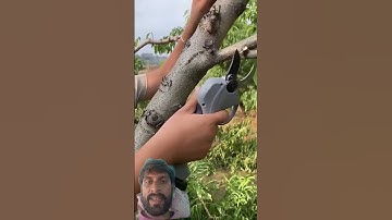 Tree Cutting Process- Good tools and machinery make work easy #treetrimming