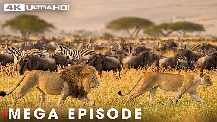 Ultimate Predators: Secrets of the Lion King | MEGA EPISODE #natureanimaldocumentary