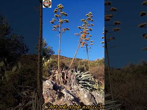 سهام الصبار أو الصابرة بالدارجة المغربية