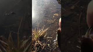 Spry-field Trout