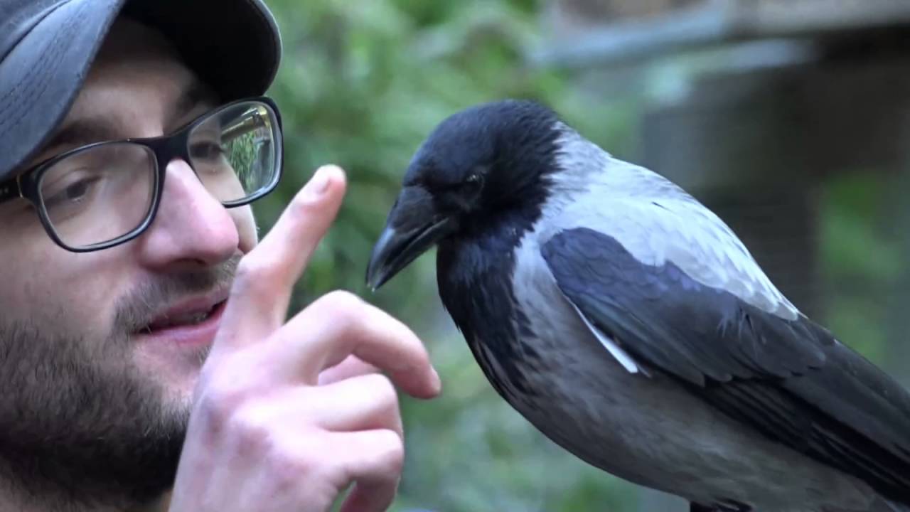 ratgeber leitfaden Entdecke die verborgenen Kräfte von Pflanzen und Tieren!