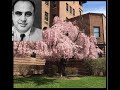 Kevin Grace talks about the tree Al Capone gifted to a Baltimore hospital