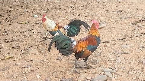 1/ 12/ 2022saib qaib dib leej twg nyiam nug tau