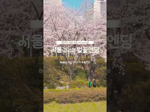 🌸 하늘에서 본 서울 벚꽃 4대 성지! | 전지적서울시점 시즌 8 벚꽃엔딩 대공개! #서울시 #서울 #SEOUL