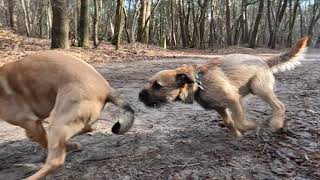Border Terrier WOODY Sunny Sunday by Border Terrier Tube (BTT) 1,722 views 3 months ago 4 minutes, 56 seconds