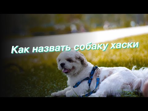 Как назвать собаку хаски