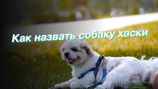 Как назвать собаку хаски