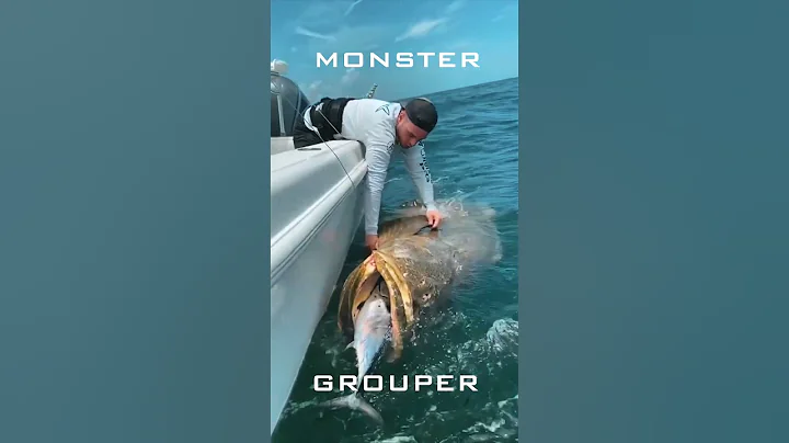 Goliath Grouper Swallows Tuna! #fishing #shorts