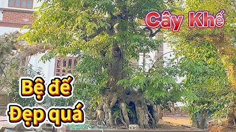Cây khế cổ bệ đế đẹp quá. NV VŨ TRỌNG. Sơn Đông - Phú Thọ. ĐT 0978320271