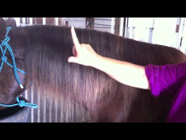 Growing A Horse Mane - Youtube