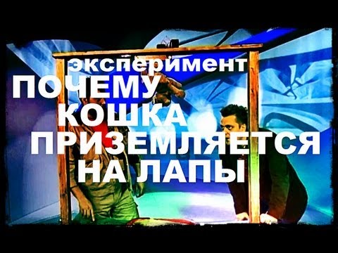 Галилео. Эксперимент. Как кошка приземляется на лапы?