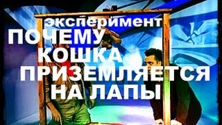 Галилео. Эксперимент. Как кошка приземляется на лапы?