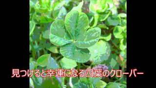 四葉のクローバーの見つけ方。four-leaf clover. 四つ葉のクローバー 検索動画25 四葉のクローバーの見つけ方。four-leaf clover. 四つ葉のクローバー 検索動画 25