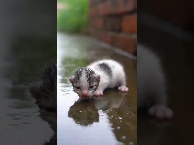 Baby Cat fighting alone with heavy rain 😭👉🏻#trending #shorts #viral #foryou #fypシ #cat #trending
