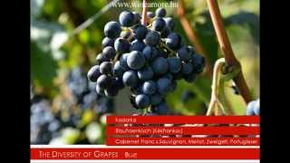 Wine Amore Travel - Iwinetc Presentation 2015