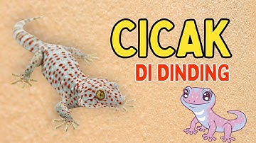 Cicak Cicak Di Dinding!🦎 | Lagu Anak Lucu & Edukatif