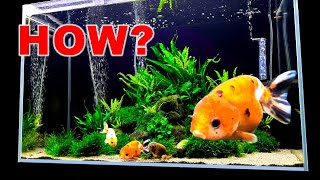 PLANTED GOLDFISH AQUARIUM /// HOW IS IT SO CLEAN???