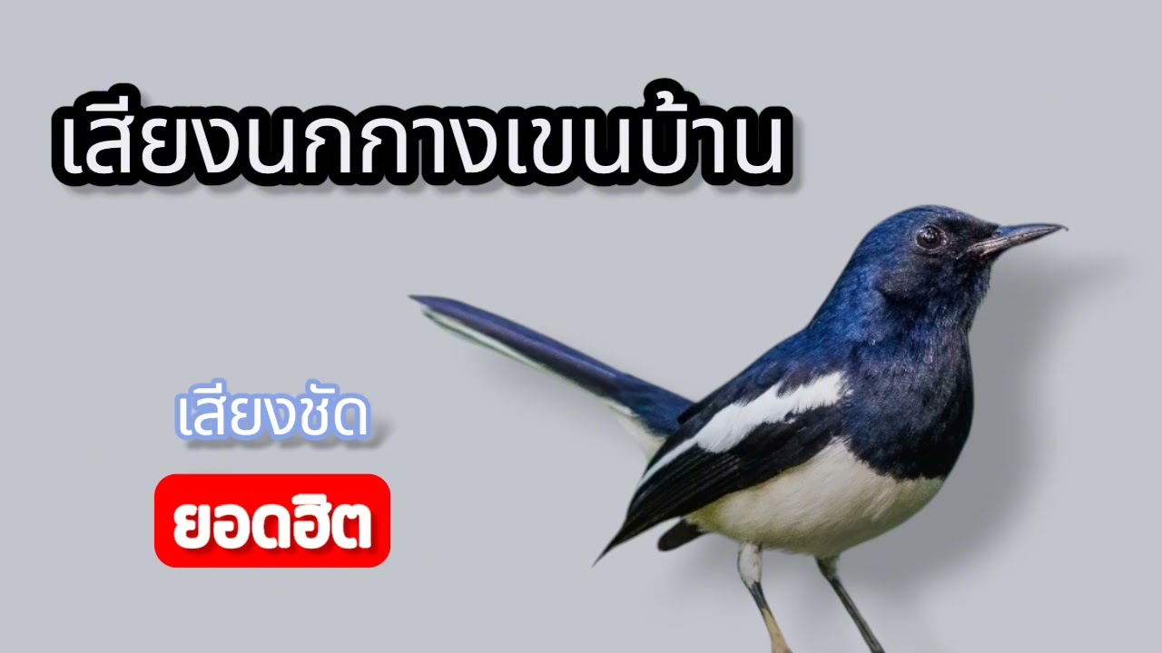 เสียงนกกางเขน