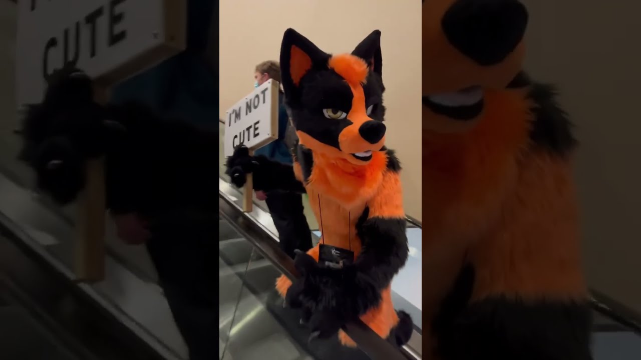 Knoxx Is Asking For Trouble I M A Ferocious Fox Not Cute One Tff2023 Furry Fursuit