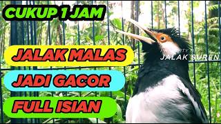 Masteran Jalak Suren Isian Mewah Gacor Full Isian Tembakan Variasi Suara Unik juara