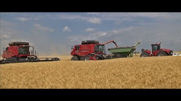 North Dakota Wheat Harvest with Case IH 8120 & 8230 Combines - Dahl Farms