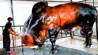 इन गाय को देखकर आपका दिमाग हिल जाएगा || 10 Largest Cows in the World