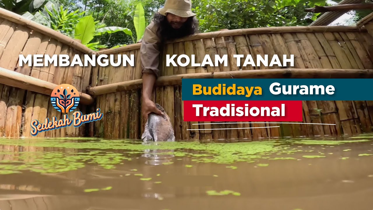 Membangun Kolam Tanah Tradisional untuk Budidaya Gurame