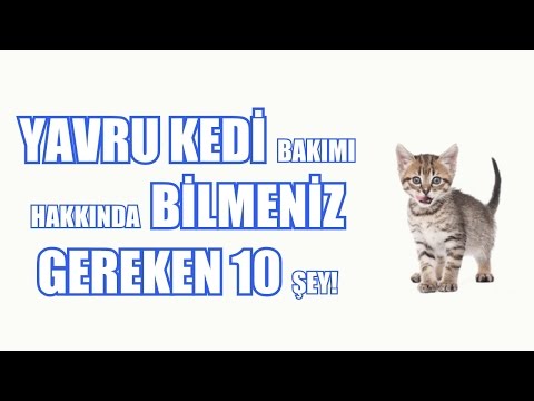 Video: Deniz Münzevi Yengeç Nasıl Bakım