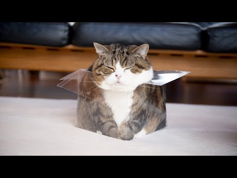 透明な箱とねこ３。-Clear Box and Maru 3.-