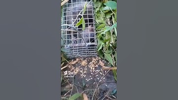 SĂN LÙNG LOÀI CHUỘT KHỦNG NHẤT Ở VIỆT NAM [] To và hung dữ #shorts #bẫy chuột cống nhum| Ngô Văn Lam