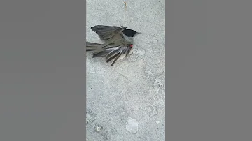 صيد التيان Hunting Eurasian Black Cap 
