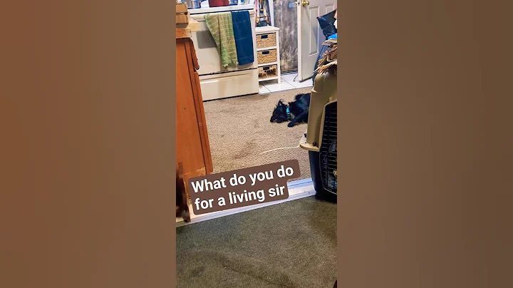 What do you do for a living sir #funny