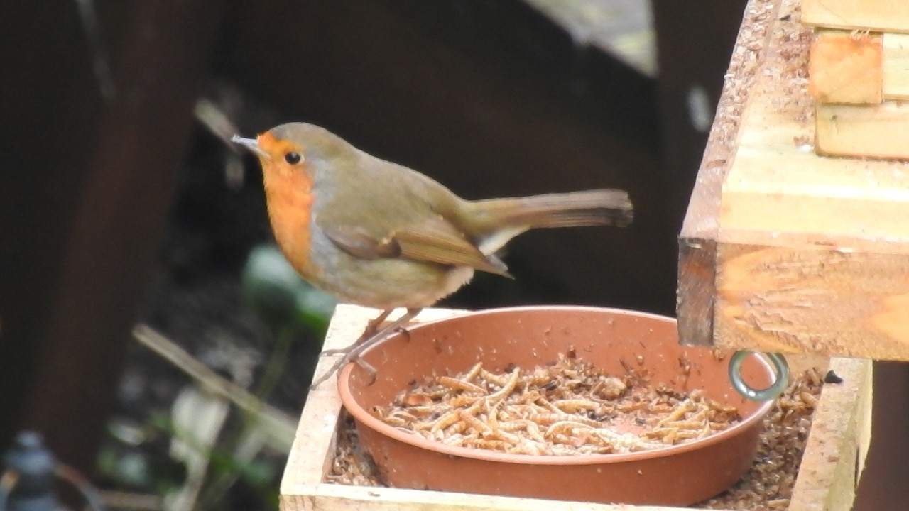 Robins & Blackbirds. Feed the birds UK 09 03 26