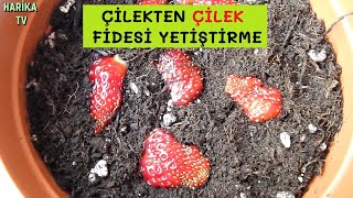 Çilek Tohumu Nasıl Ekilir, Çilek Köklendirme Nasıl Yapılır?