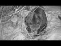 Медведь Мансур плетёт гнездо-корзинку для сна.