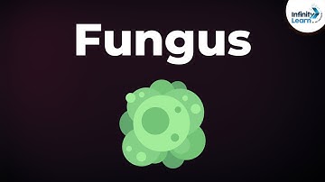 Introduction to Fungus | Microorganisms | Biology | Don
