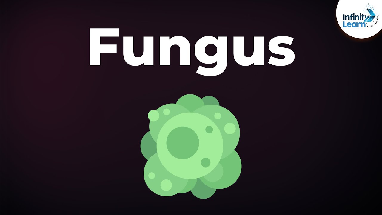 Introduction to Fungus | Microorganisms | Biology | Don't Memorise | ข้อมูลรายละเอียดมากที่สุดเกี่ยวกับcoenocytic hyphae