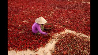 Vietnams Iconic Non La Hat Cultural Portraits By Réhahn