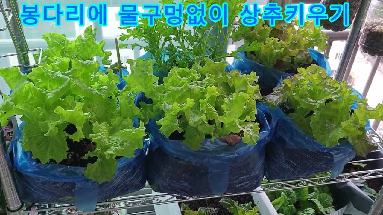 아파트에서 물구멍없이 봉다리에 상추 쑥갓 키우기｜Growing lettuce in plastic bag in an