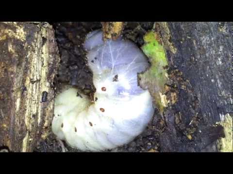 Enorme larva di