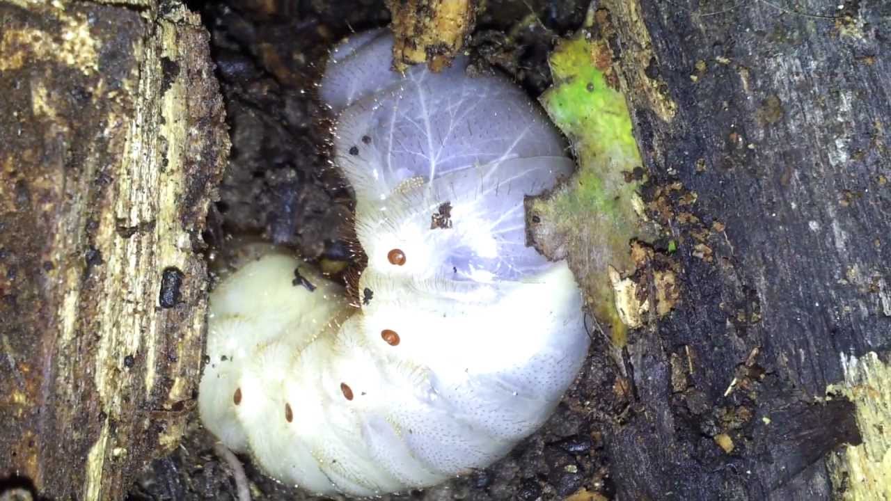 Enorme larva di "Scarabeo Rinoceronte Giapponese" Huge "Japanese