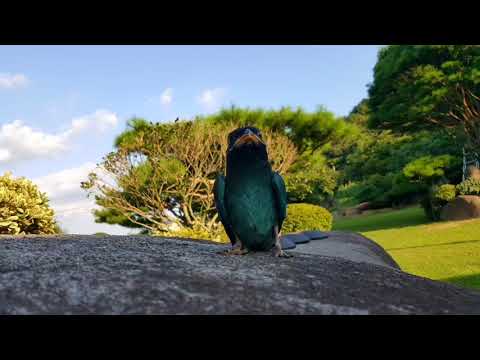 시낭송 새 천상병