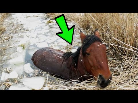 Video: Sú kobyly lepšie ako žrebce?