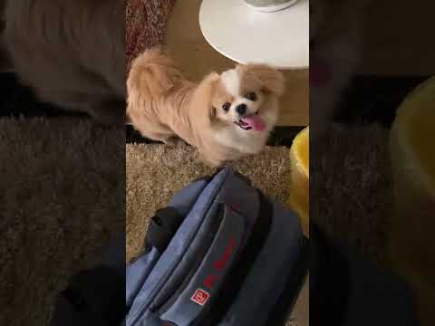 بندق بينط عليا وقت الاكل تعالي شوف عملت فيه ايه علي الغلطة دي