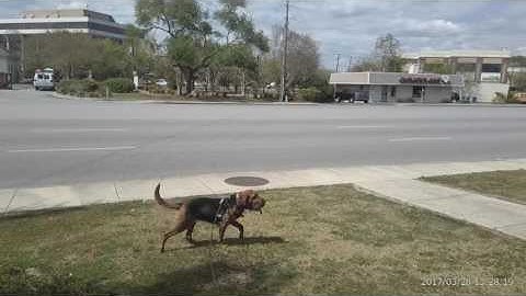 Xena Urban Training Transitions  Trail to Air Scent