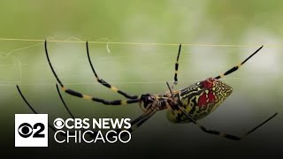 Think cicadas are bad? Giant flying spiders are headed to the U.S.